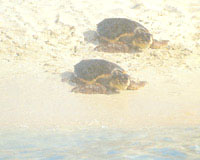 Liberazione delle tartarughe